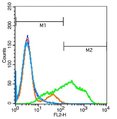 phospho-ALK (Tyr1278 + Tyr1282 + Tyr1283) antibody