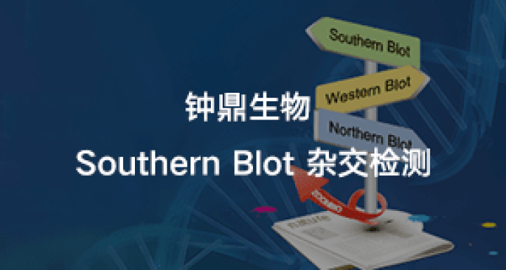 Southern Blot 杂交检测