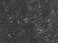 MCF7[MCF-7]人乳腺癌细胞