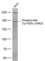 Phospho-Met (Tyr1003) antibody