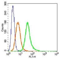 Phospho-MAP2(Ser136) antibody