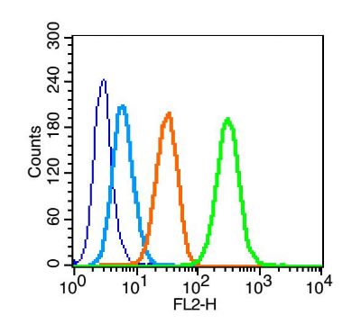 phospho-IRS1 (Tyr612) antibody