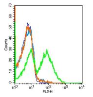 CD45白细胞共同抗原抗体