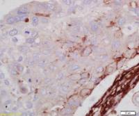 Phospho-LRP6 (Ser1490) antibody