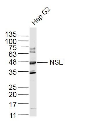 NSE神经元特异性烯醇化酶/γ 烯醇化酶抗体