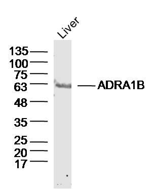 ADRA1Balpha 1肾上腺素能受体B抗体