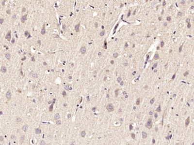 Synapsin 1 antibody产品图