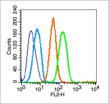 Phospho-Met (Tyr1234 + Tyr1235) antibody