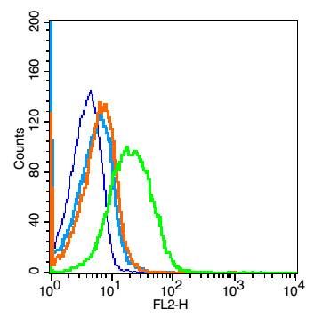 CD1d antibody