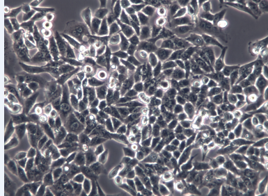 小鼠杂交瘤细胞D10-1A/u