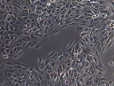 HRPEpiC人视网膜色素上皮细胞