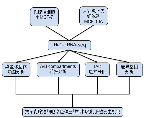 科研集市-7丨了解Hi-C，IF≥10+文章不是梦！