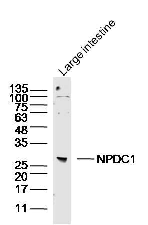 NPDC1神经细胞增殖和分化调控蛋白1抗体