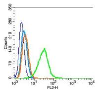 Keratan Sulfate antibody
