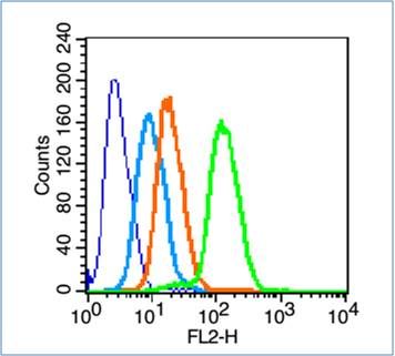 phospho-C-Myc(Thr358) antibody