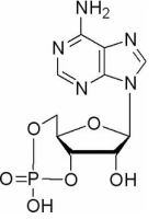环磷酸腺苷