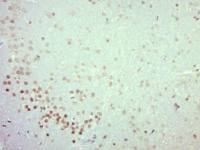CASC3 antibody
