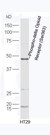 Phospho-delta Opioid Receptor (Ser363) antibody