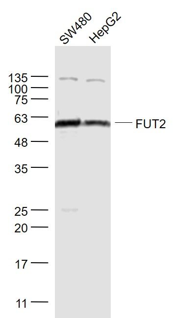 FUT2岩藻糖转移酶2抗体