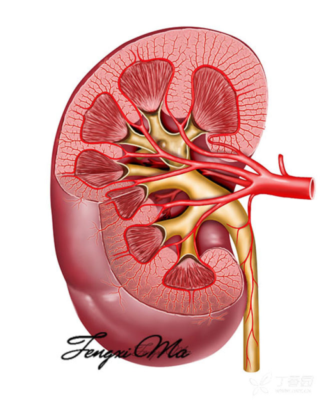 利尿肾图图片