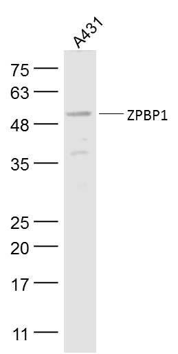 ZPBP1 antibody
