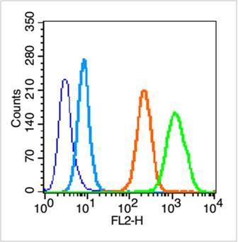 Caspase-8 subunit p18 antibody