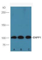 ENPP1 antibody