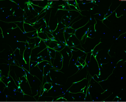 人皮层神经元细胞