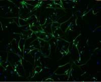 人皮层神经元细胞