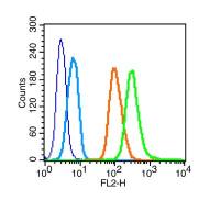 Phospho-c-Kit(Ser741) antibody