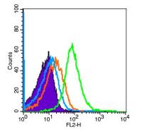 phospho-GSK-3 Beta(Ser21) antibody