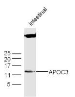 APOC3 antibody