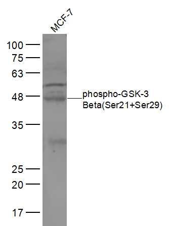 phospho-GSK-3 Beta(Ser21+Ser29) antibody