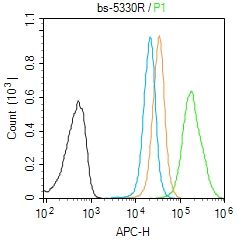 Phospho-RhoA (Ser188) antibody