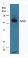 MCSF antibody
