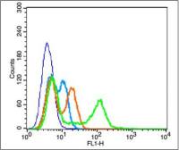 phospho-AKT1+AKT2+AKT3 (Tyr315+316+312) antibody