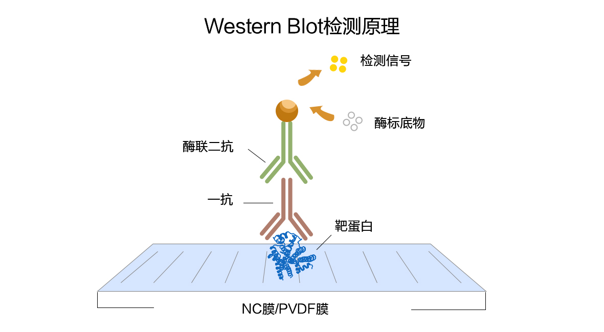 免疫印迹实验相关原理介绍