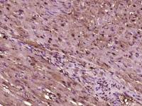 phospho-IKK gamma(Ser43) antibody