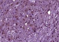 Phospho-Caspase-9 (Ser196) antibody