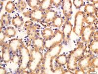 Phospho-LRP6(Thr1479) antibody