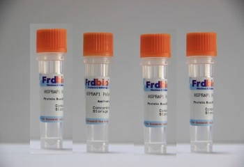 PPP4R1 peptide