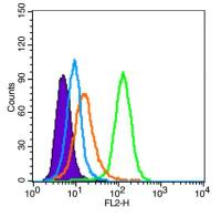 SNRNP200蛋白抗体