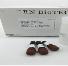 ES细胞鉴定试剂盒（碱性磷酸酶法）