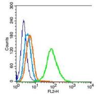 phospho-Bid (Ser61) antibody
