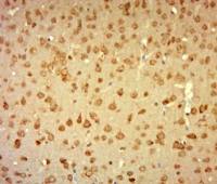 Laminin alpha 1 antibody