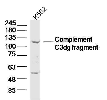 Complement C3dg fragment antibody