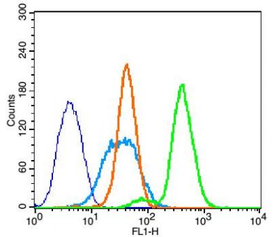 Phospho-Bcl-2 (Thr129) antibody