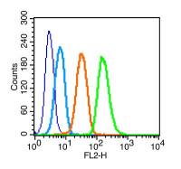 Phospho-c-Kit(Ser721) antibody