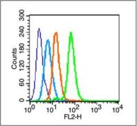 phospho-c-Jun (Thr91) antibody