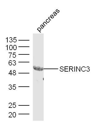 SERINC3 antibody